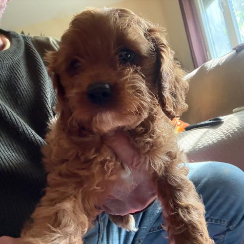criadores de Cavapoo