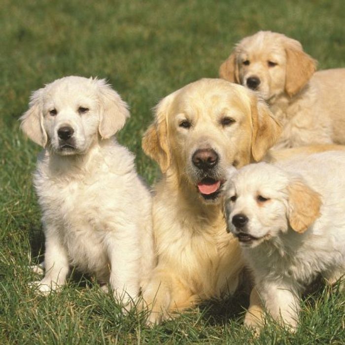 criadores de Golden Retriever
