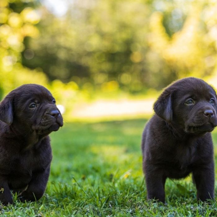 criadores de Labrador Retriever