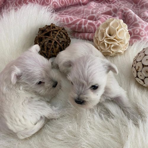 criadores de Schnauzer Miniatura