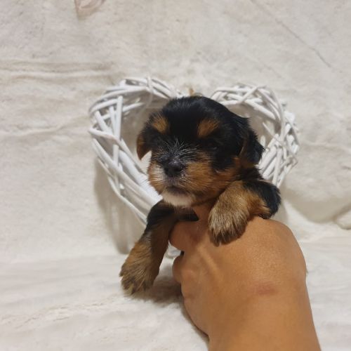 criadores de Yorkshire Terrier