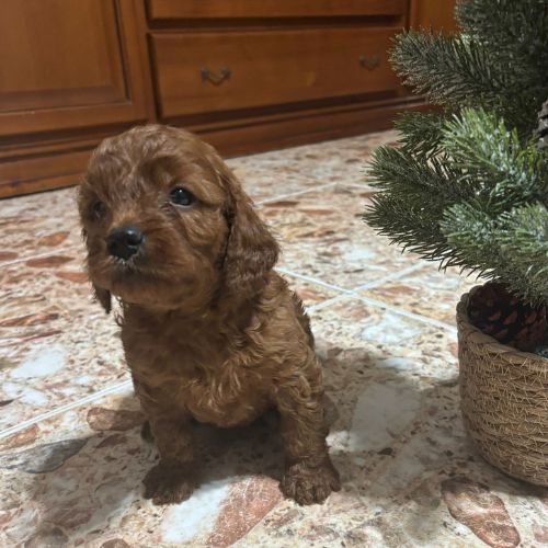 cuánto cuesta un Cavapoo