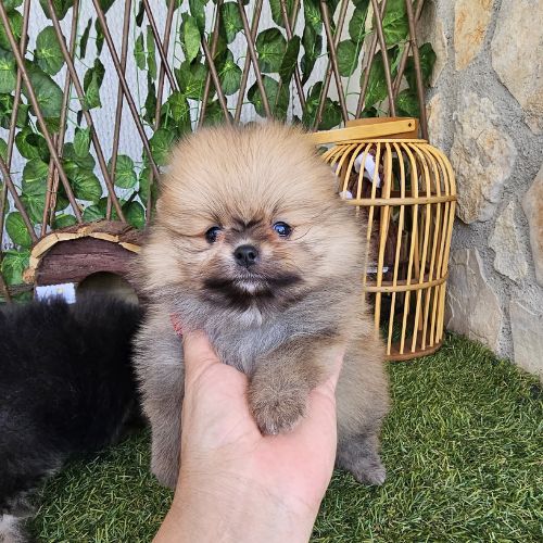 cuánto cuesta un Pomerania