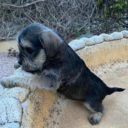cuánto cuesta un Schnauzer Miniatura