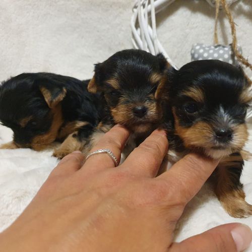 cuánto cuesta un Yorkshire Terrier