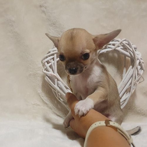 cuánto vale un Chihuahua
