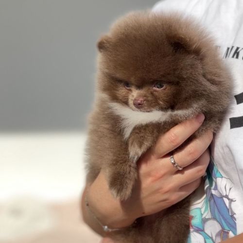 cuánto vale un Pomerania
