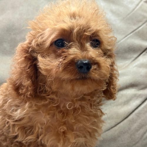 cuánto vale un cachorro Cavapoo