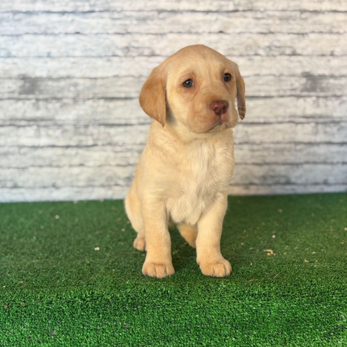 cuánto vale un cachorro Labrador