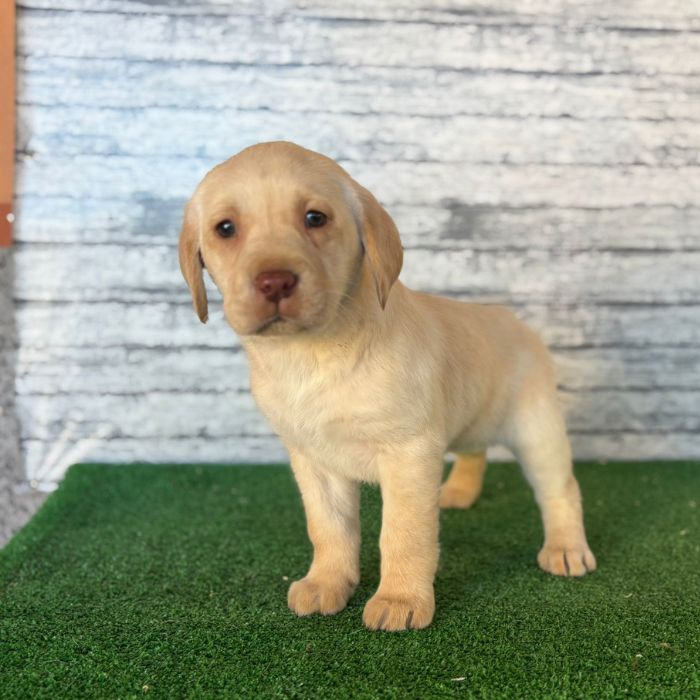 precio de un Labrador Retriever