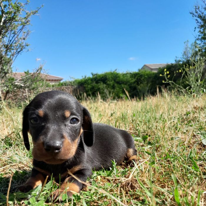 perro salchicha