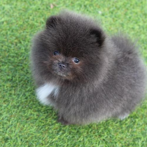 pomerania boo