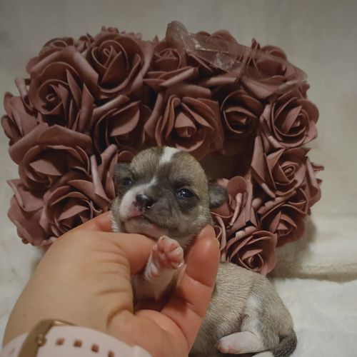 precio Chihuahua