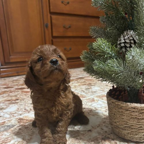 precio de un Cavapoo