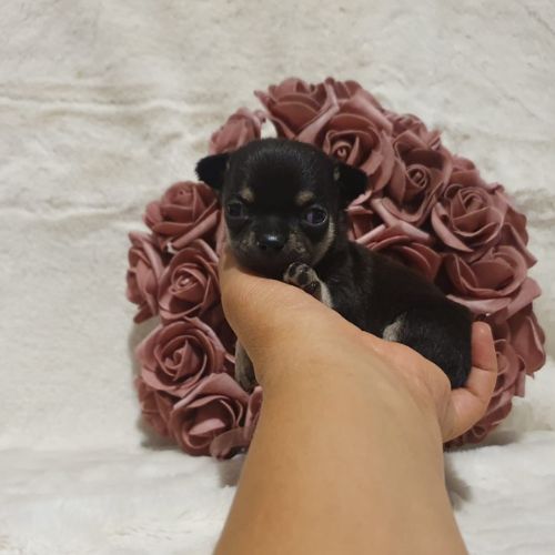 precio de un Chihuahua