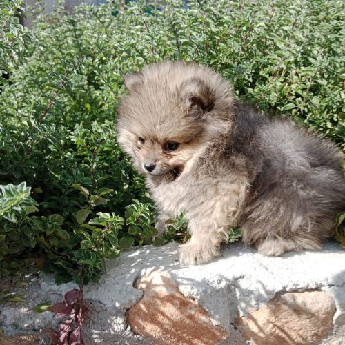 precio de un Pomerania