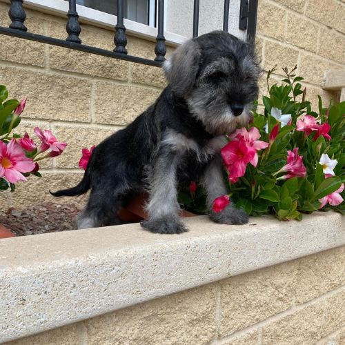 precio de un Schnauzer Miniatura