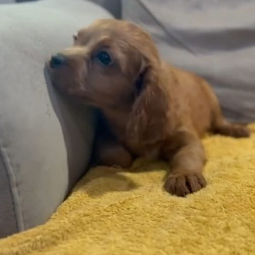 precio del Cavapoo