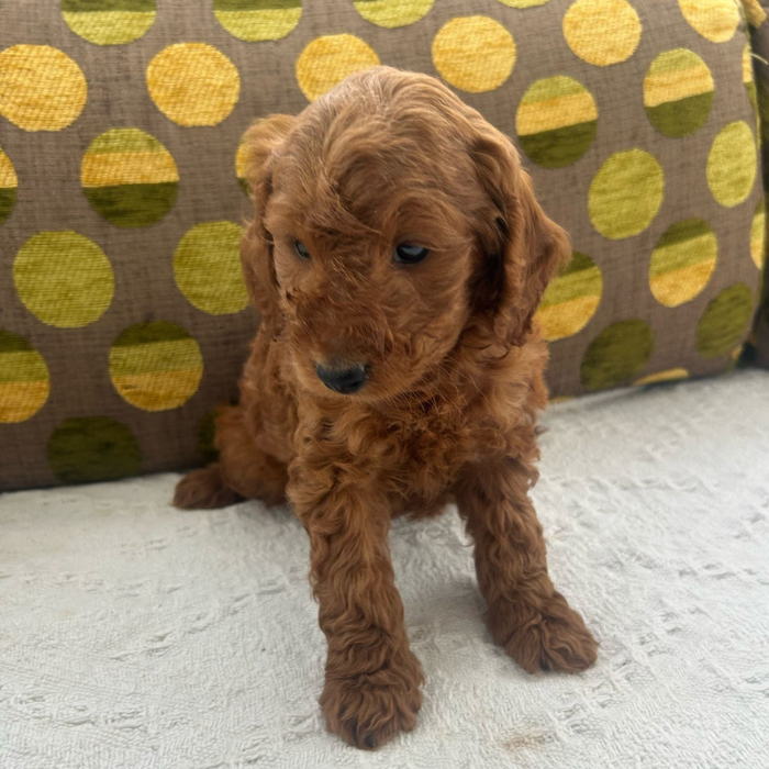 precio del Cockapoo
