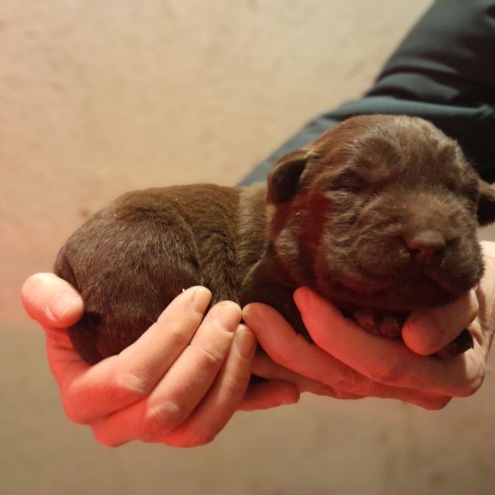 precio del Labrador