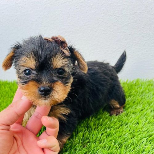 precio del Yorkshire Terrier
