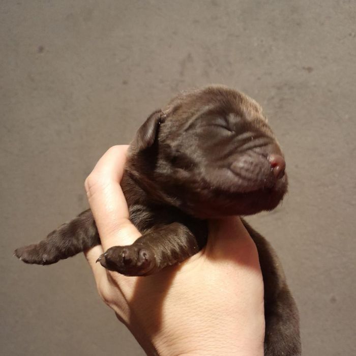 tipos de Labradores Retriever
