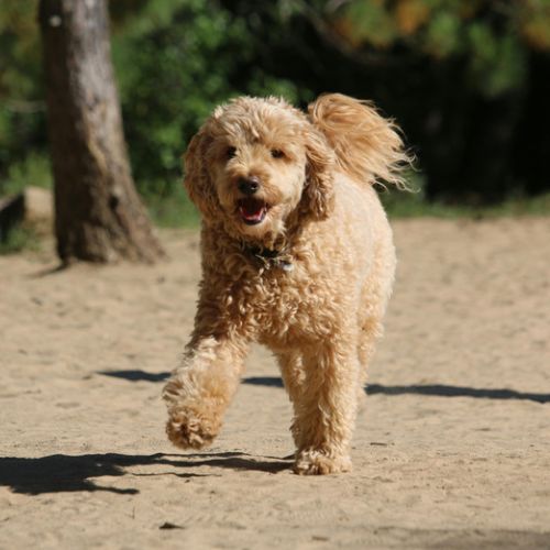 Goldendoodle adulto