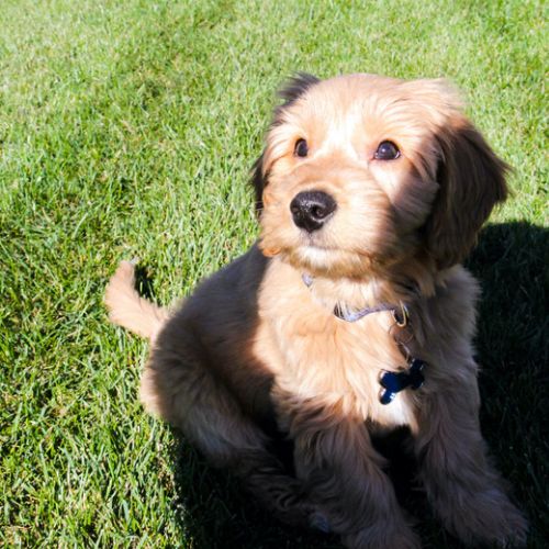 Goldendoodle cachorro