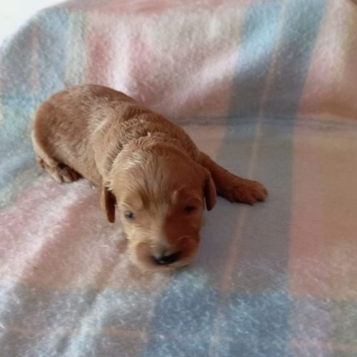 cachorro goldendoodle precio