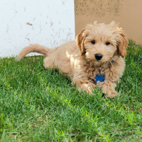 cachorros Goldendoodle