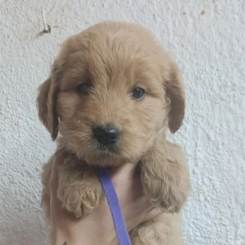 comprar Goldendoodle cachorro