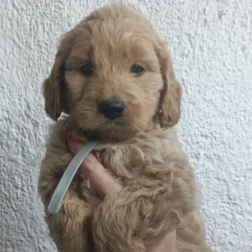 criadero de Goldendoodle en España