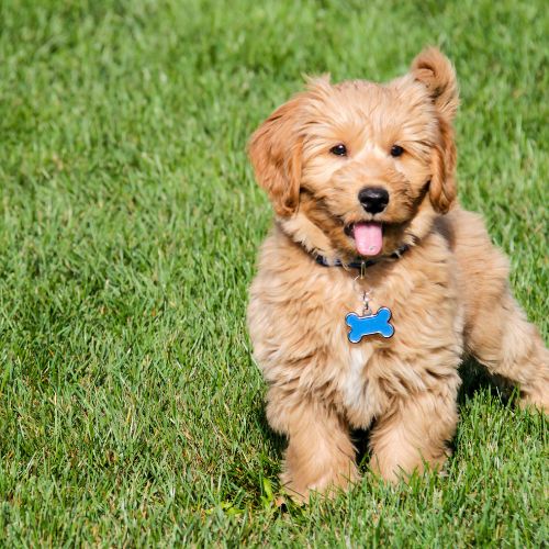 criadero de Goldendoodle
