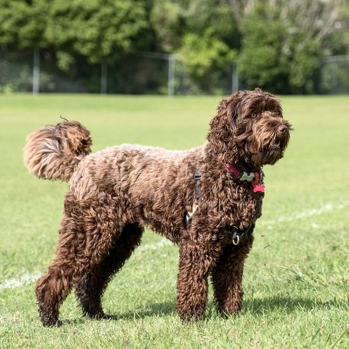 criador Australian Cobberdog