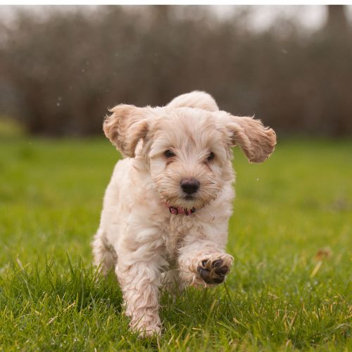 criador de Labradoodle