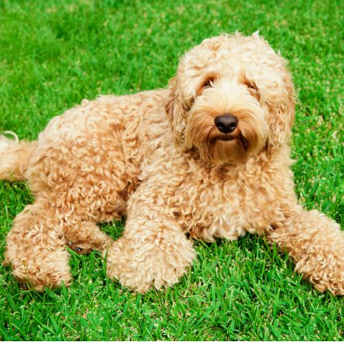 cuánto vale un Australian Cobberdog