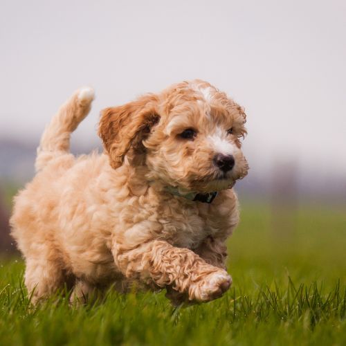 cuánto vale un de Labradoodle