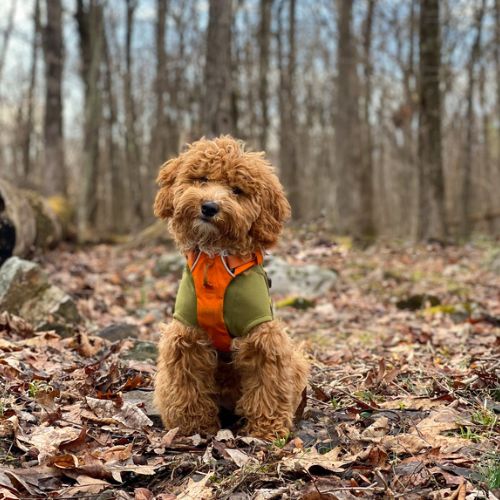 esperanza de vida del Goldendoodle